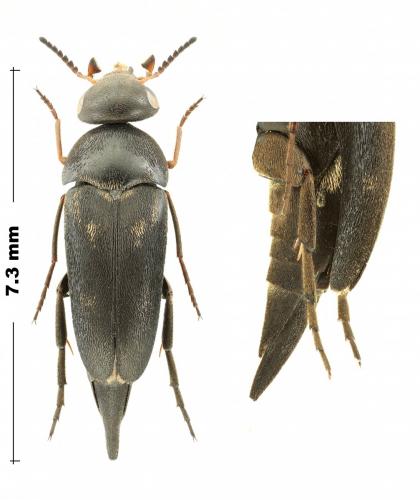 Réf. 287 333 : Variimorda ragusai